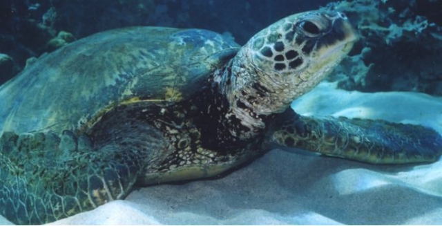  Magníficas tortugas 